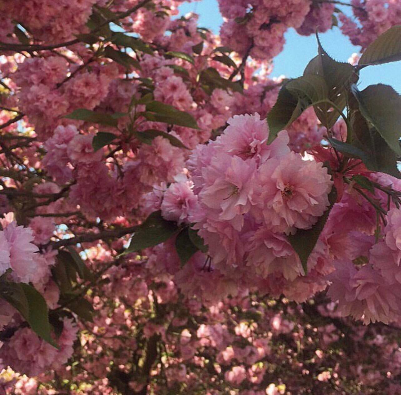 Cherry blossoms close up - perfect spring aesthetic 