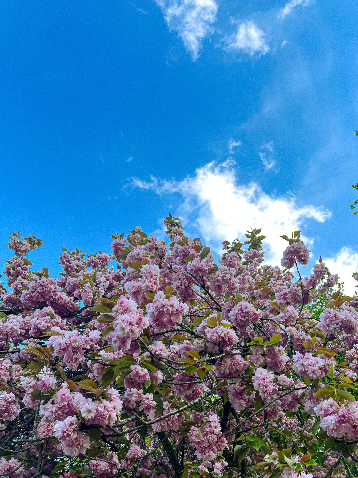 Cherry blossoms tree and the blue sky