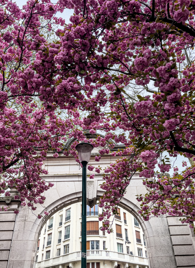 cherry blossoms in paris around park george brassens